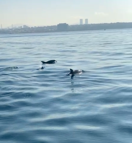 Our High School Students Performed a Dolphin Observation Event in the Bosphorus